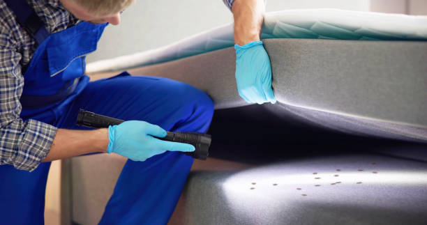 Best Termite Control Services  in Spring Lake Park, MN