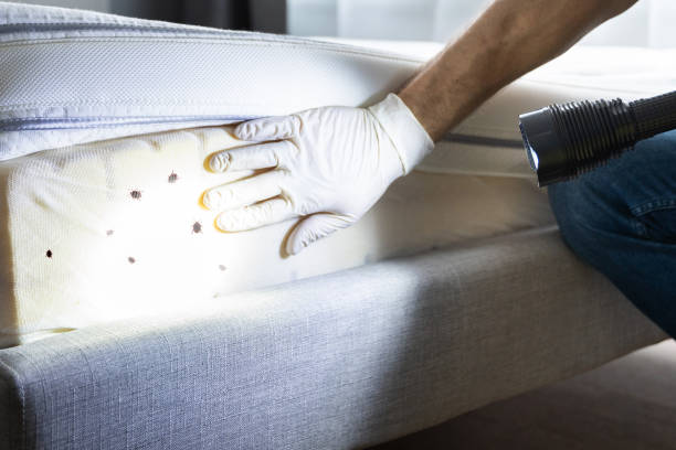 Pest Control for Restaurants in Spring Lake Park, MN