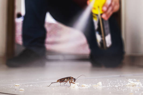 Best Rat Extermination Near Me  in Spring Lake Park, MN